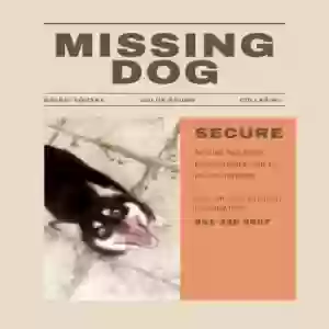 lost male dog secure