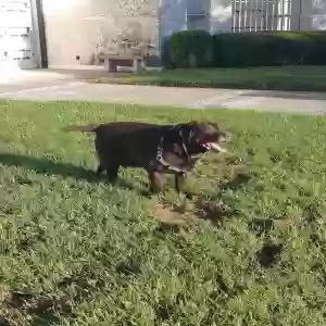 lost male dog cash