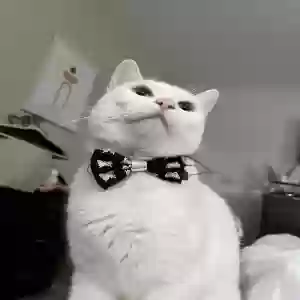 lost female cat chanel