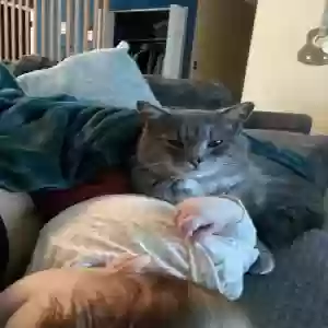 lost male cat tibby