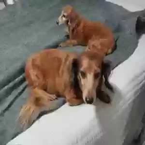 lost male dog badger