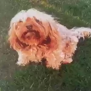 lost male dog chewbacca (chewy)