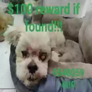 lost male dog lucky