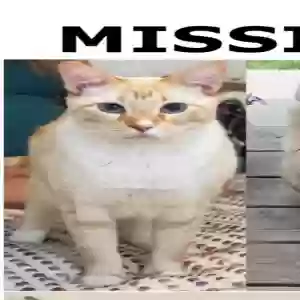 lost male cat mowgli
