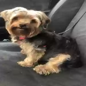 lost female dog bella
