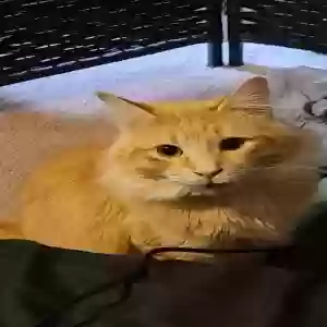 lost male cat bojack