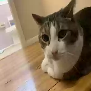 lost male cat ceasar (big boy)