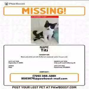 lost male cat titi