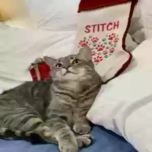 lost male cat stitch