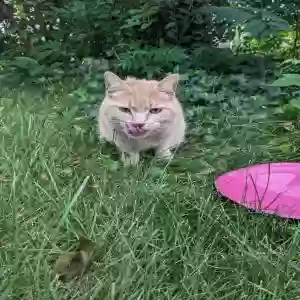 found female cat ginger