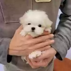 lost female dog dior
