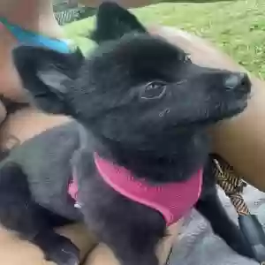 lost male dog simba