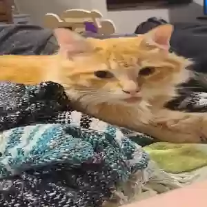 found male cat bojack