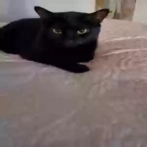 lost female cat carly