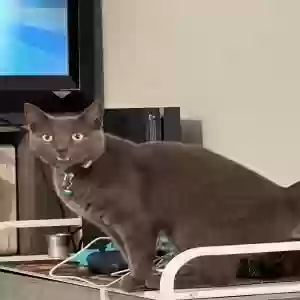 lost female cat dima
