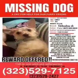 lost female dog zophie