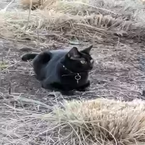 lost male cat hacka