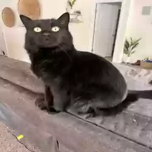 lost male cat binx