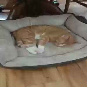 lost male cat happy