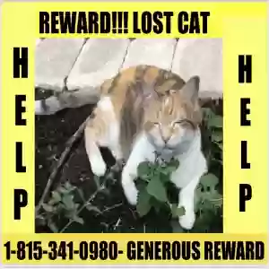 lost female cat missy