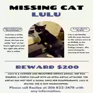 lost female cat lulu