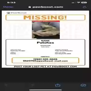lost female cat patches