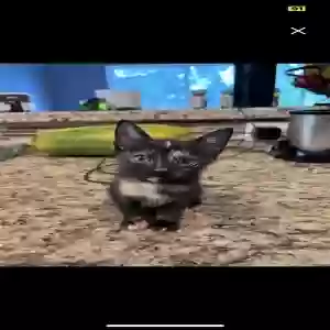 lost female cat luna