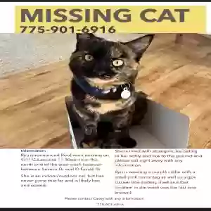 lost female cat ryu (roo)