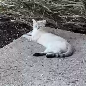 lost female cat gato