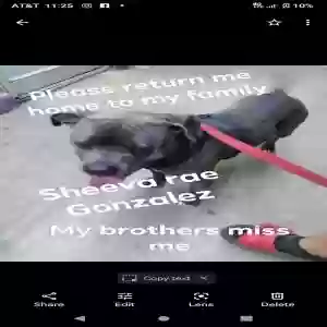 lost female dog sheeva rae gonzalez