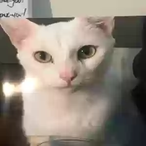 lost male cat frankie 