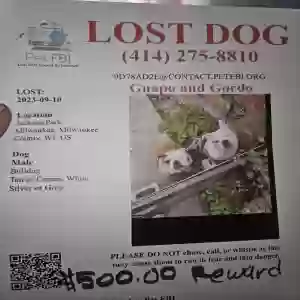 lost male dog gordo and guapo