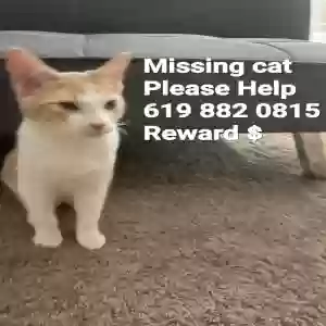 lost male cat max