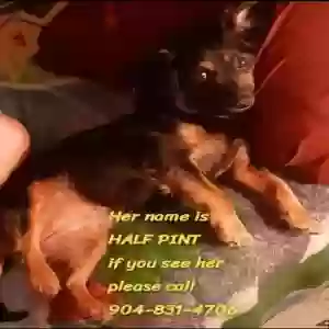 lost female dog half pint