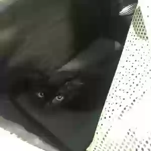 lost male cat clover
