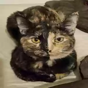 lost female cat dixie