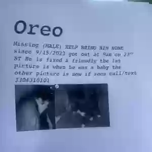 lost male cat oreo