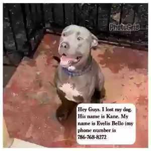 lost male dog kane