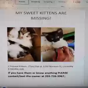 lost female cat zora & kira