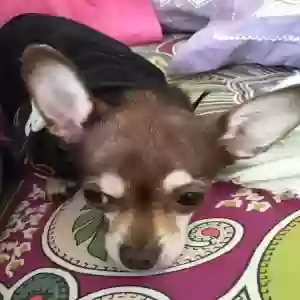 lost female dog maggs