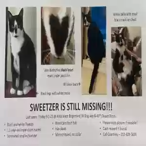 lost male cat sweetzer