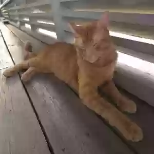 lost male cat leo