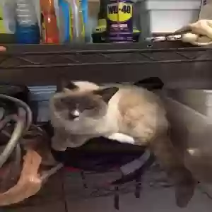 lost female cat carter