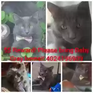 lost male cat baby grey