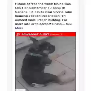 lost male dog bruno