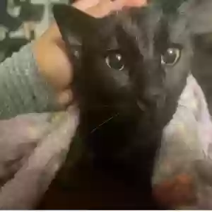 lost female cat negra