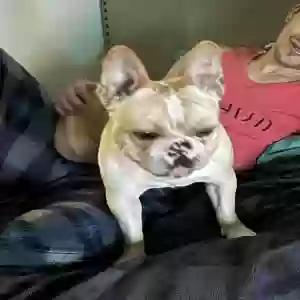 lost male dog oliver