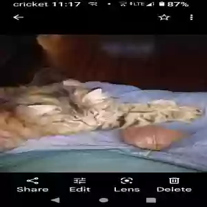 lost female cat puff