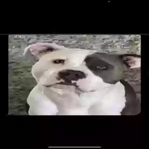 lost male dog blue