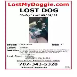 lost female dog daisy